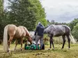 Iron Baltic juoma-allas 55L - Kärryjen tarvikkeet - 911020 - 8